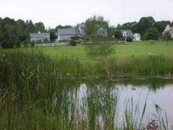 Mike's backyard