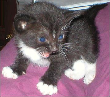 It's Sox!