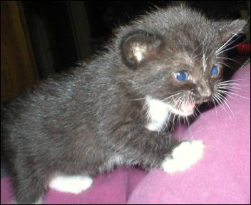 It's Sox!