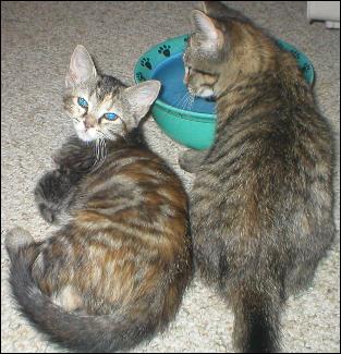 Meet the Kitties!
