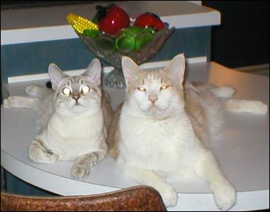 Meet the Kitties!