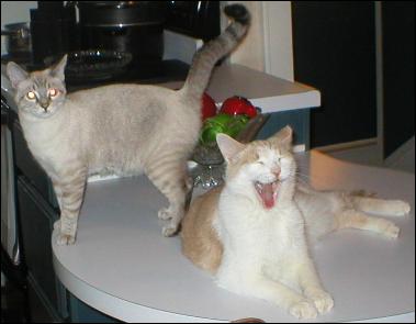 Meet the Kitties!