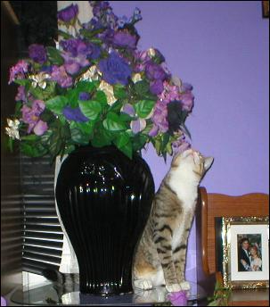 It's Bootsie!