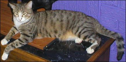 It's Bootsie!