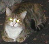 It's Bootsie!
