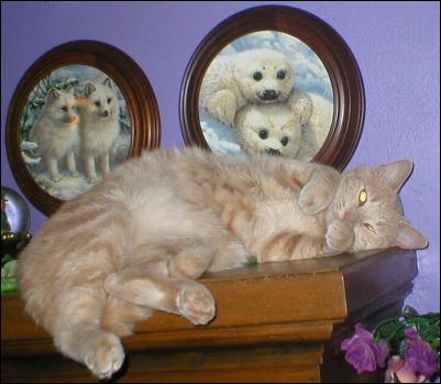 It's Buterscotch a.k.a. Butter-butt!