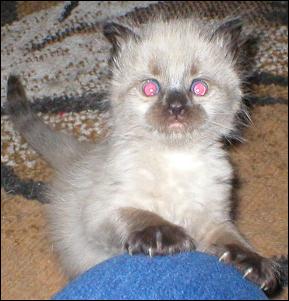 It's baby Cream Puff!