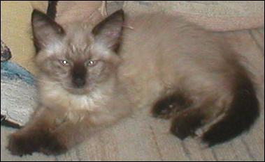 It's baby Cream Puff!
