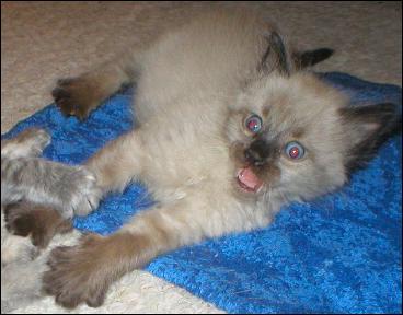 It's baby Cream Puff!