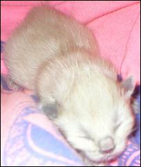 It's baby Cream Puff!