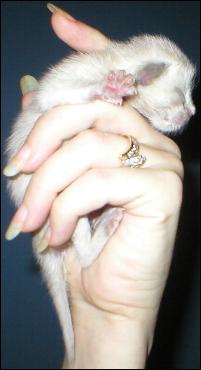It's baby Cream Puff!