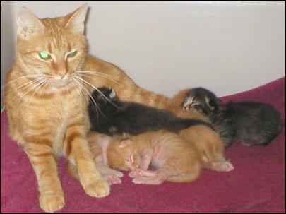 Meet the Kitties!