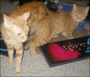 Meet the Kitties!