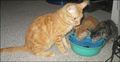 Meet the Kitties!