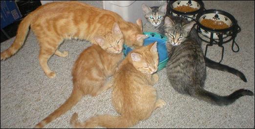 Meet the Kitties!