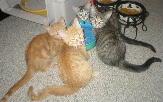 Meet the Kitties!