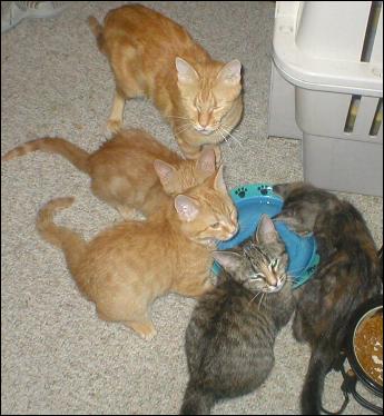 Meet the Kitties!