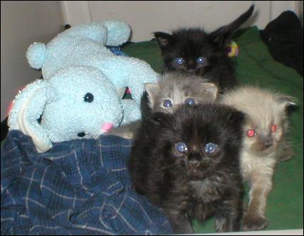 Meet the Kitties!