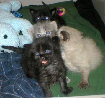 Meet the Kitties!