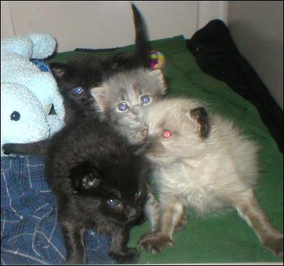 Meet the Kitties!