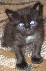 It's Domino!
