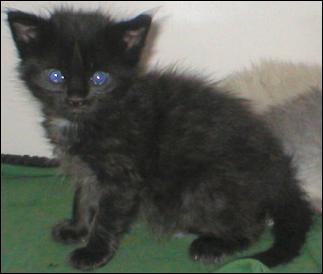 It's Domino!