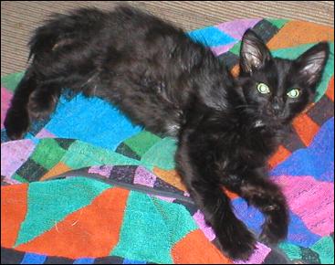 It's Domino!