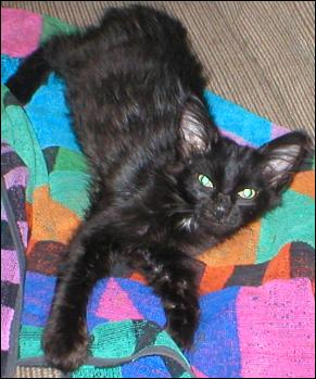 It's Domino!