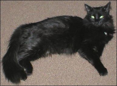 It's Domino!