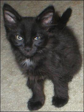 It's Domino!