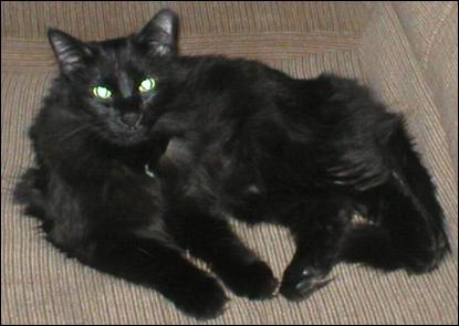 It's Domino!