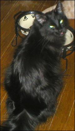 It's Domino!