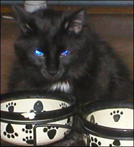 It's Domino!