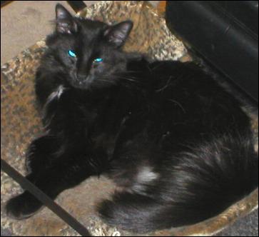 It's Domino!