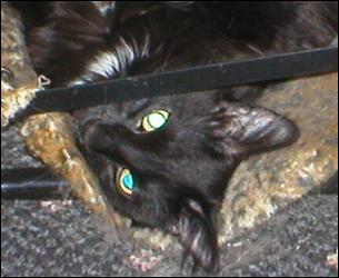 It's Domino!