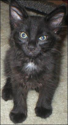 It's Domino!