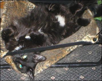 It's Domino!
