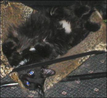 It's Domino!