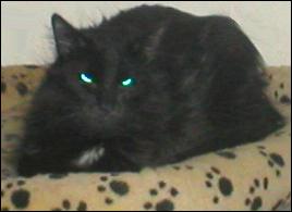 It's Domino!