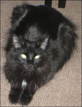 It's Domino!