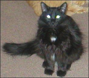 It's Domino!