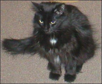 It's Domino!