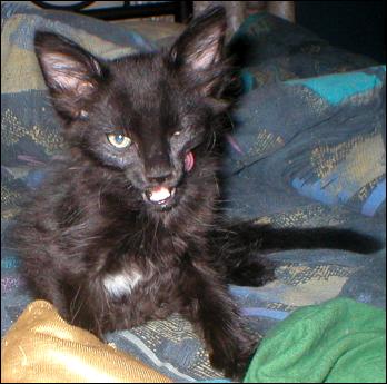 It's Domino!