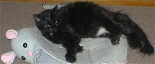 It's Domino!