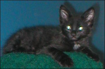 It's Domino!