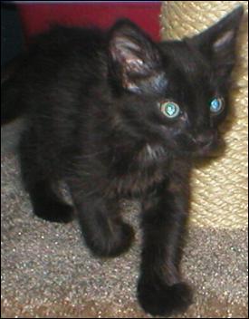 It's Domino!