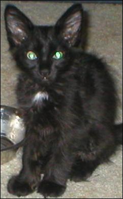 It's Domino!