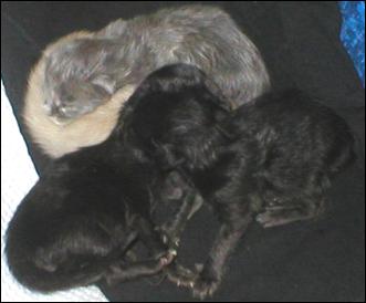 Meet the Kitties!