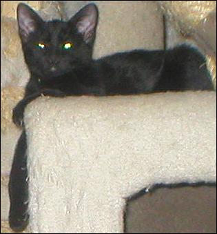 It's Ebony!