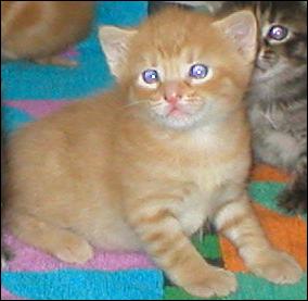 It's Garfield!